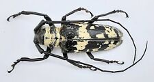 Cerambycidae doesburgia celebi gebraucht kaufen  Wadern
