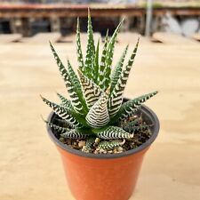 Live haworthia fasciata for sale  Fallbrook