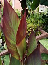 Pianta canna indica usato  Sora