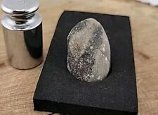 Real dinosaur fossilized for sale  Belleville