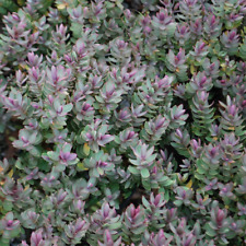 Hebe red edge for sale  UK