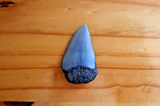 white shark tooth for sale white shark tooth for sale SOUTHAMPTON