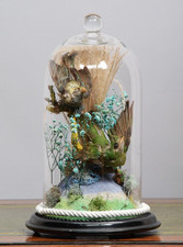 Antique victorian birds for sale  MORPETH