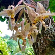 Orchid orchid stanhopea for sale  Shipping to Ireland