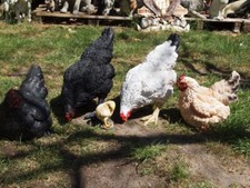 Huhn figur deko gebraucht kaufen  Wesel