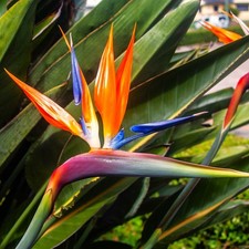 Birds paradise seeds for sale  USA