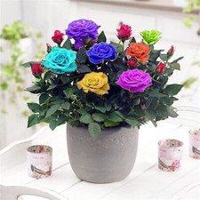 Rose seeds rare for sale  Goldsboro