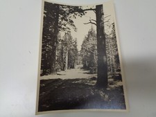 Vintage antique photo for sale  Palm Desert