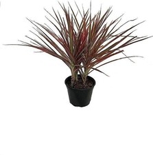 Dragon tree live for sale  USA