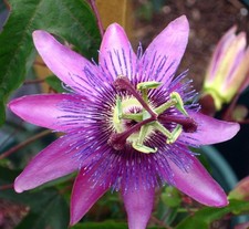 passion flower for sale passion flower for sale MARCH