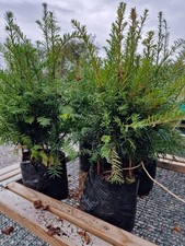 Taxus baccata english for sale Taxus baccata english for sale  TROWBRIDGE