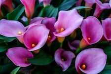 Purple calla lily for sale  Marietta