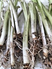 Bare rooted arum for sale  LONDON