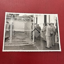 Maslianico gruppo cinofilo usato  Sessa Aurunca
