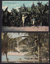 Forida cocoanut palms for sale  Chattanooga