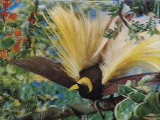 Bird paradise vintage for sale  DUNDEE