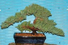 Large japanese dwarf for sale  Spring Hill
