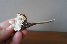 Antler letter opener for sale  WALLASEY
