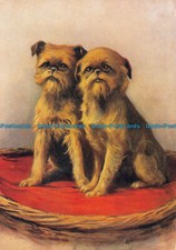 R163712 griffon bruxellois for sale  PURLEY