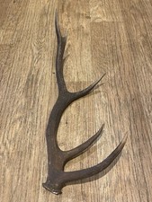 Large red deer for sale  BRIDGE OF ORCHY