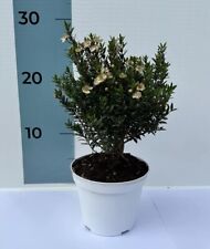 Mirto certificato cespuglietto usato  Milazzo