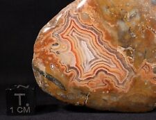 Red orange banded for sale  Columbus