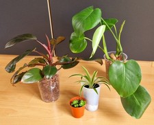 Pflanzenpaket philodendron bla gebraucht kaufen  Bensheim