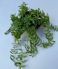 Aeschynanthus twister hanging for sale  LONDON