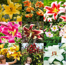 Lilienzwiebeln baumlilie riese gebraucht kaufen  Guben