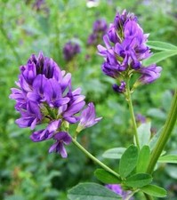 Alfalfa seeds alfalfa for sale  Buffalo