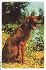 Bfp1 0979 chien d'occasion  France