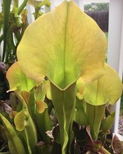 Sarracenia oreophila north for sale  Platteville