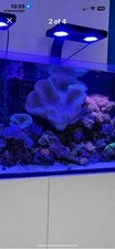 Toadstool leather coral for sale  CLACTON-ON-SEA