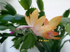 Christmas cactus schlumbergera for sale Christmas cactus schlumbergera for sale  KING'S LYNN
