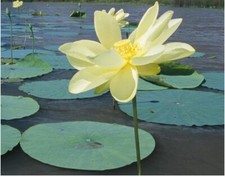 American lotus seeds for sale  El Monte