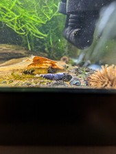 Purple metallic caridina for sale  Whittier