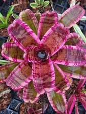Bromeliad neoregelia tantrum for sale  USA