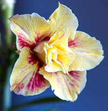 Adenium obesum stella usato  Napoli