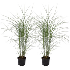 Miskant chiński - 2 szt - Miscanthus 'Silberspinne' - W20-30cm - ⌀23cm na sprzedaż  Wysyłka do Poland