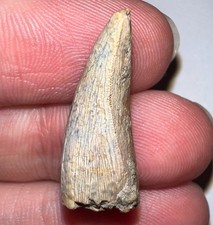 Rare premax tyrannosaurus for sale  Wimauma