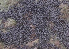 Alpaca manure fertiliser for sale  SHEFFIELD