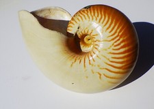 pearl nautilus shell for sale pearl nautilus shell for sale LONDON