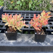 Pieces succulent live for sale  Rancho Cucamonga