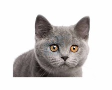 British shorthair kitten for sale  UK
