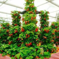 Climbing strawberry seeds for sale  USA