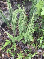 Ferns live plants for sale  Tatum
