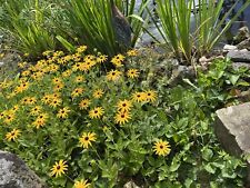 Rudbeckia prächtiger sonnenhu gebraucht kaufen  Adenau