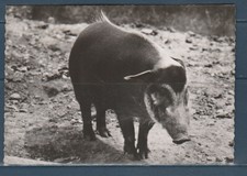 Cpsm 1960 nature d'occasion  Bourg-en-Bresse