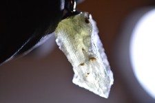 5ct 16x6x5 moldavite gebraucht kaufen  Lohfelden