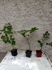 Plant hêtre d'occasion  Blagnac